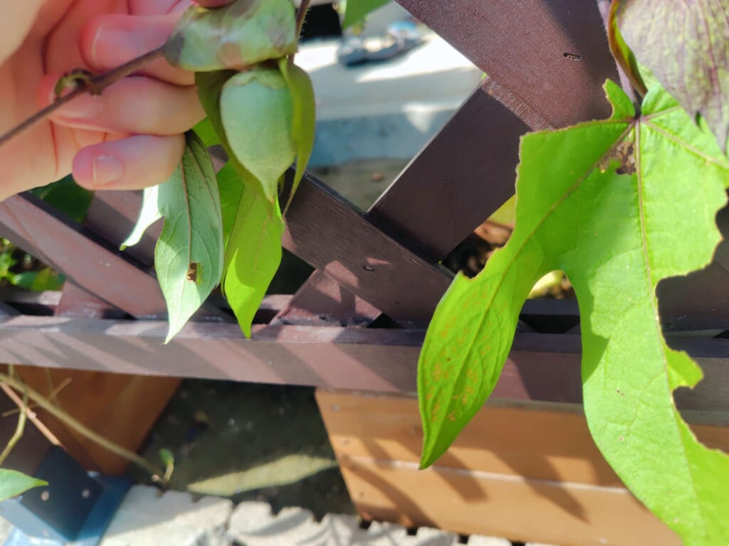 綿花の実