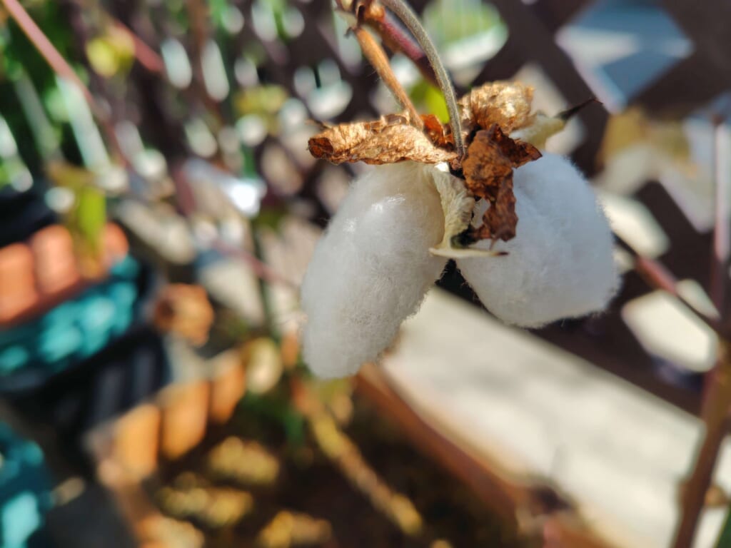 綿花の実がはじけたコットンボール