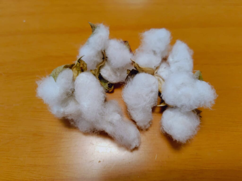 綿花の実がはじけたコットンボール
