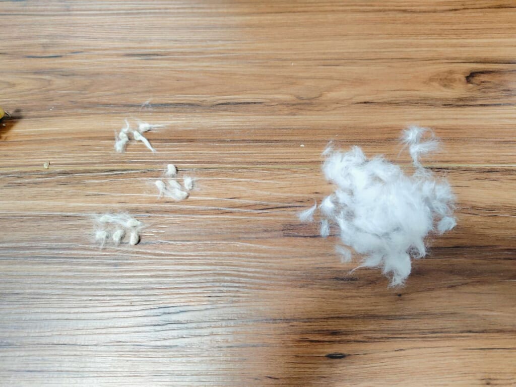 綿花の実がはじけたコットンボールから種をはずす様子