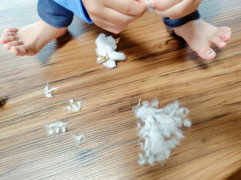 綿花の実がはじけたコットンボールから種をはずす様子