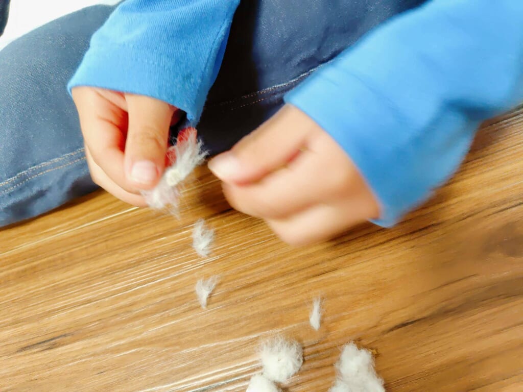 綿花の実がはじけたコットンボールから種をはずす様子