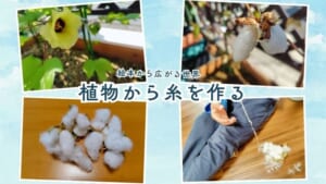 綿花を育てて糸を作る過程を子供と楽しむ方法